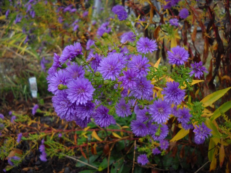 fall Asters