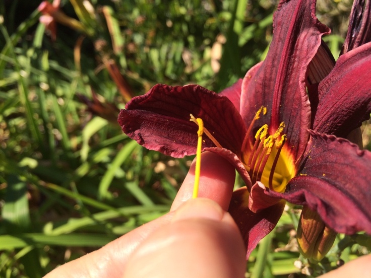 Using the pollen from the same yellow daylily to pollinate the red daylily.