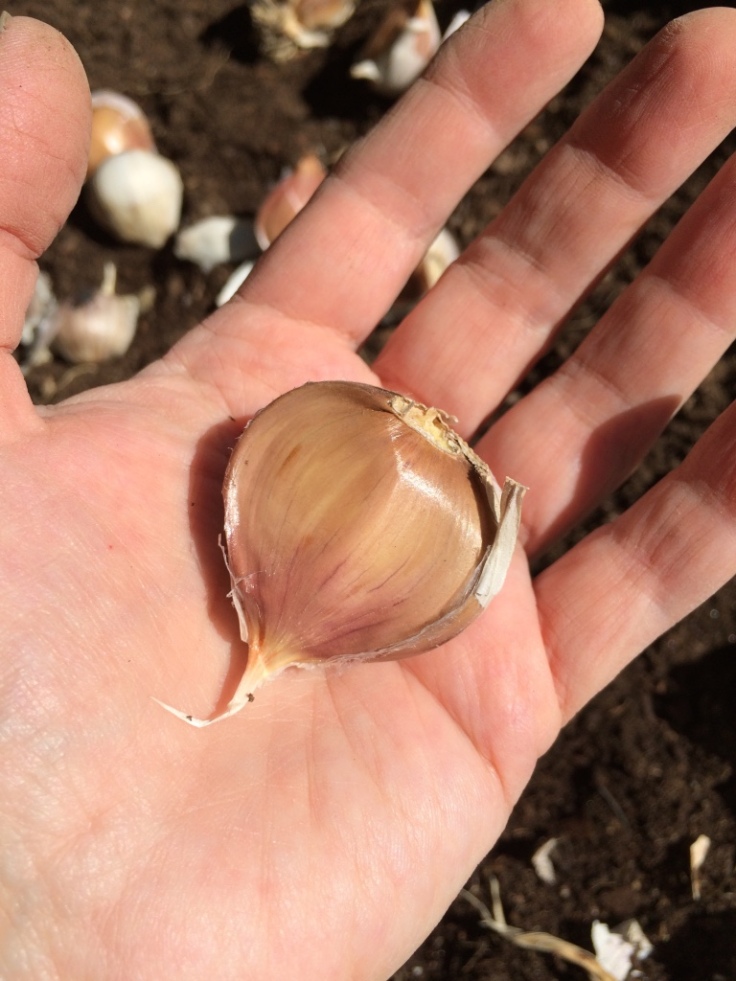 Large garlic clove.