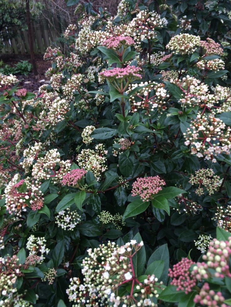 Viburnum tinus 'Spring Bouquet'. Can't beat it for all winter buds and blooms.