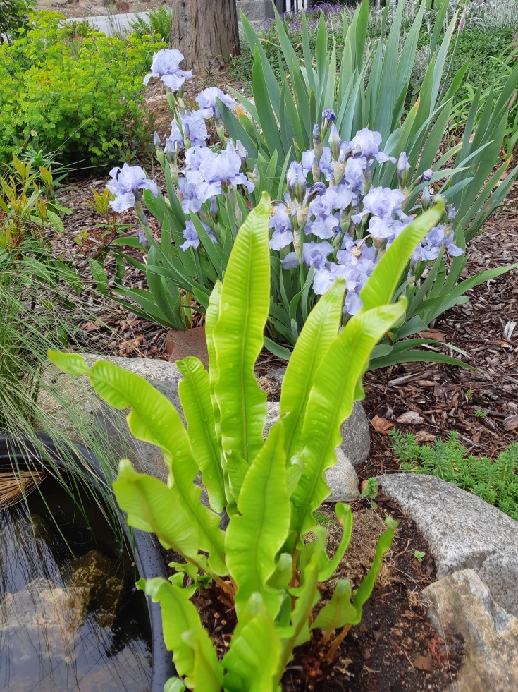 Asplenium scolopendrium -- Hart's tongue fern with some amazing no-name periwinkle-coloured iris behind.
